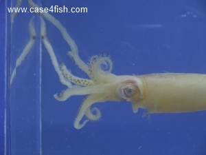 Foto Galerie/Cephalopoda/Alloteuthis subulatus/Alloteuthis subulatus_01_S.jpg